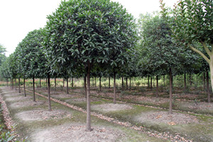 ������ľ������һվ��ُ