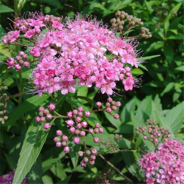 粉花繡線菊圖片 粉花繡線菊圖片