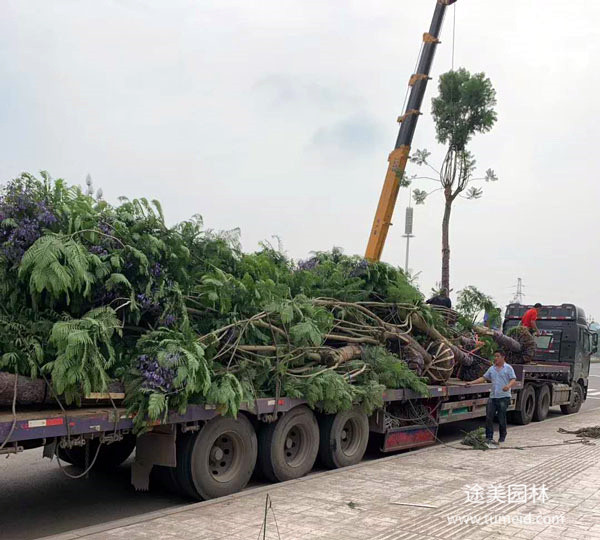 藍花楹圖片 藍花楹圖片