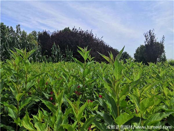 紅王子錦帶圖片 紅王子錦帶圖片