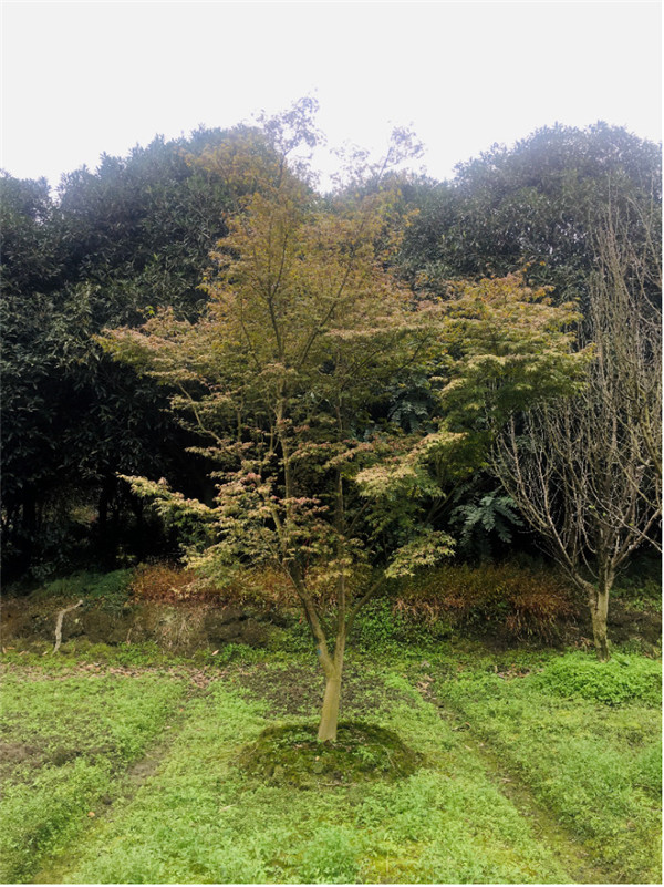 雞爪槭圖片 雞爪槭圖片