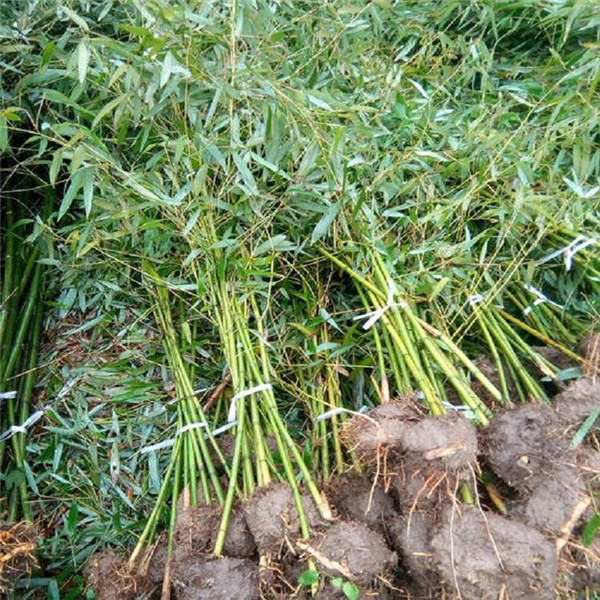 剛竹圖片 剛竹圖片