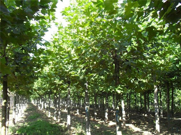 法國梧桐圖片 法國梧桐圖片