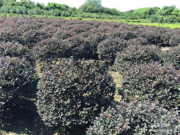 紅花檵木圖片 紅花檵木圖片