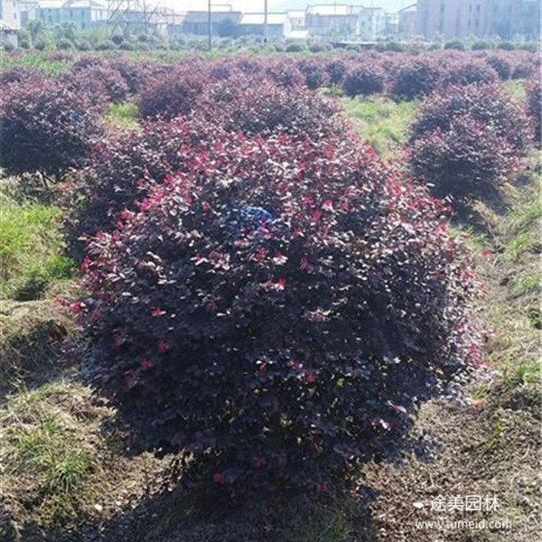 紅花檵木圖片 紅花檵木圖片