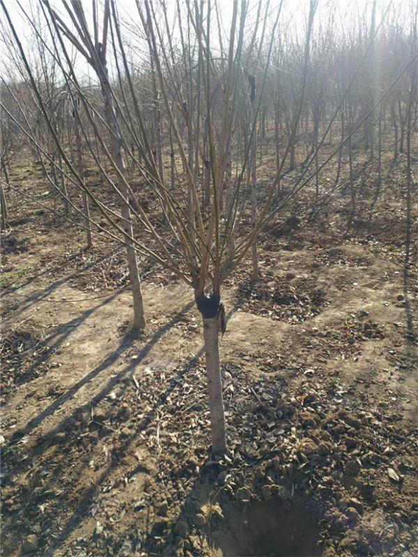 紅梅圖片 紅梅圖片