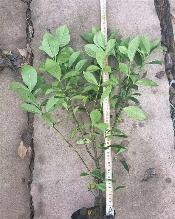 梔子花圖片 梔子花圖片