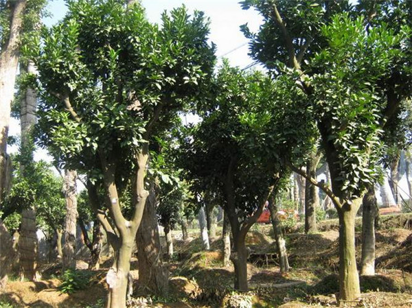 香泡樹(shù)圖片 香泡樹(shù)圖片