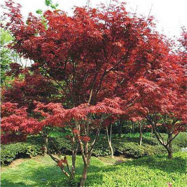 美國紅楓圖片 美國紅楓圖片