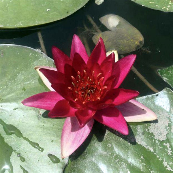 荷花圖片 荷花圖片