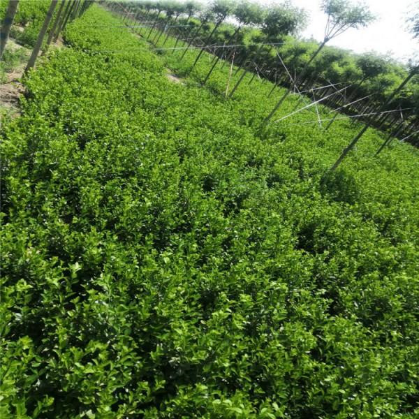 衛(wèi)矛圖片 衛(wèi)矛圖片