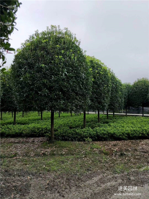 四季桂圖片 四季桂圖片