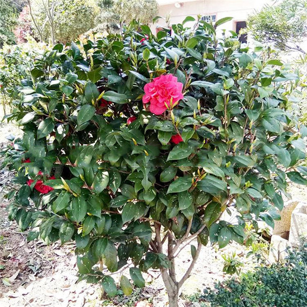 山茶花圖片 山茶花圖片