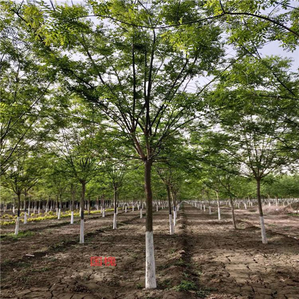 國槐圖片 國槐圖片