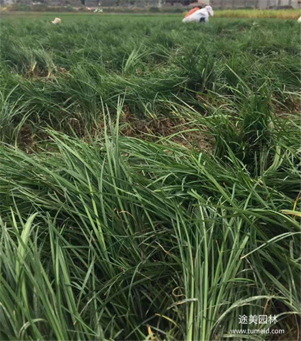 金邊麥冬圖片 金邊麥冬圖片