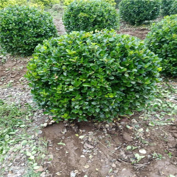 衛矛圖片 衛矛圖片