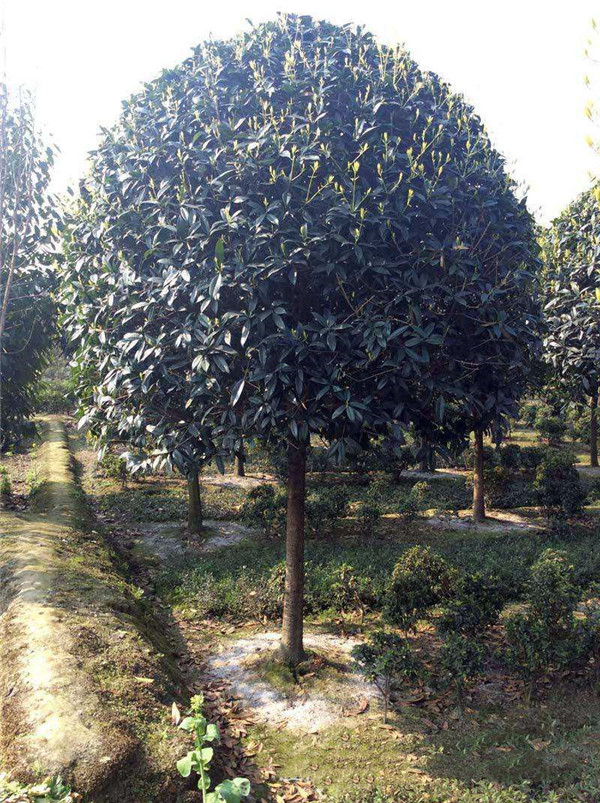 銀桂圖片 銀桂圖片