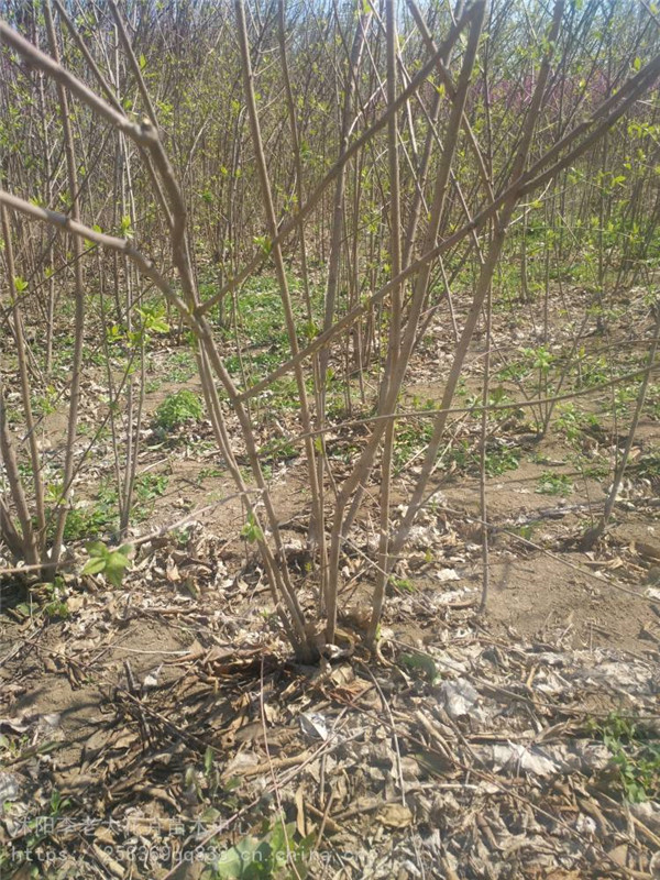 臘梅圖片 臘梅圖片