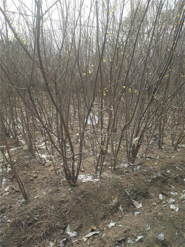 臘梅圖片 臘梅圖片