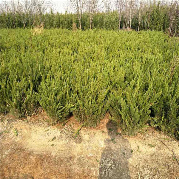 側(cè)柏圖片 側(cè)柏圖片