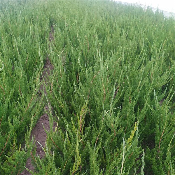 側(cè)柏圖片 側(cè)柏圖片