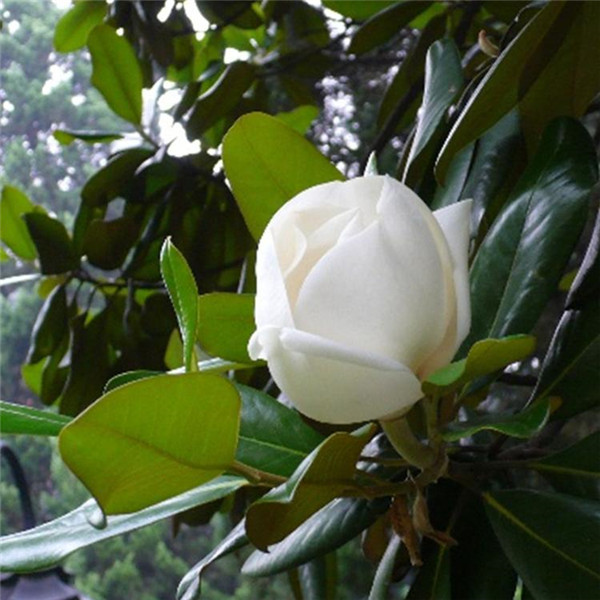 玉蘭圖片 玉蘭圖片