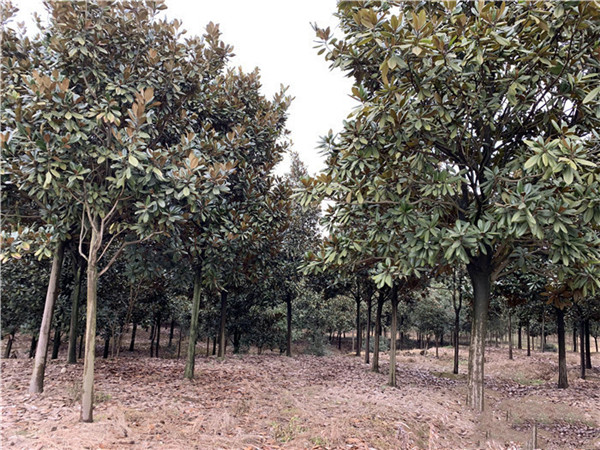 白玉蘭圖片 白玉蘭圖片