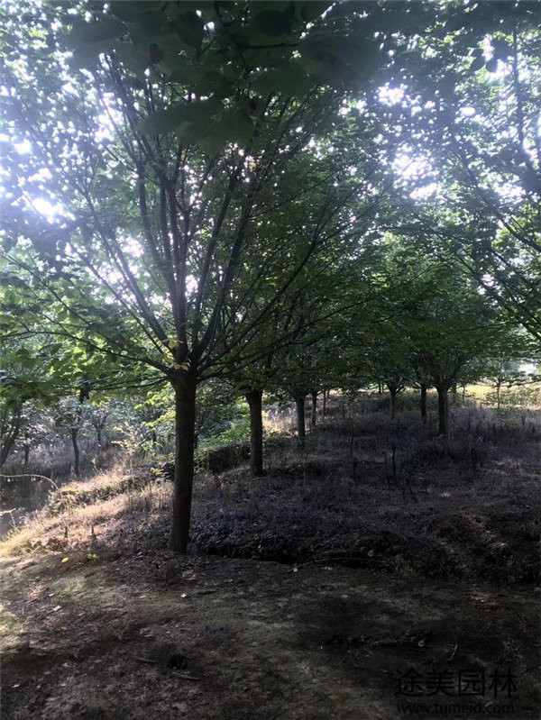 櫻花樹圖片 櫻花樹圖片