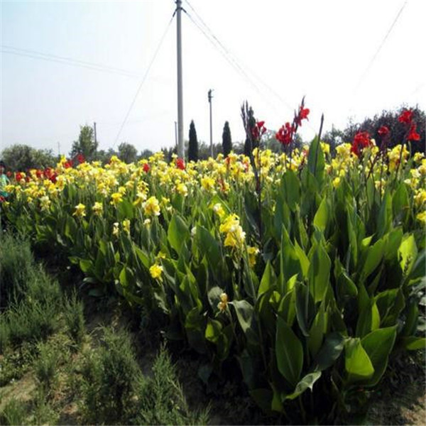 美人蕉圖片 美人蕉圖片