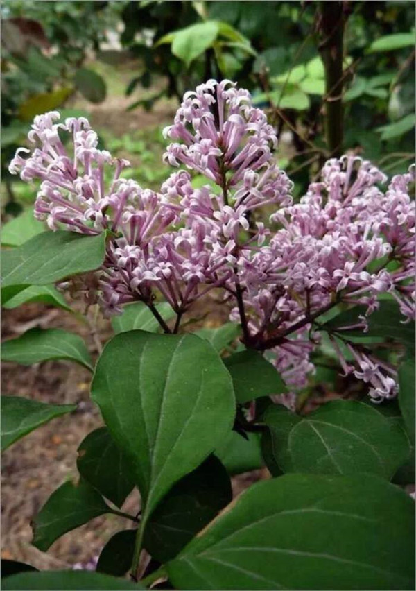 丁香圖片 丁香圖片