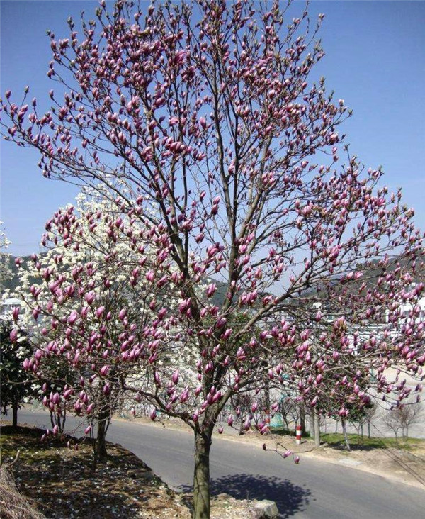 紅玉蘭圖片 紅玉蘭圖片