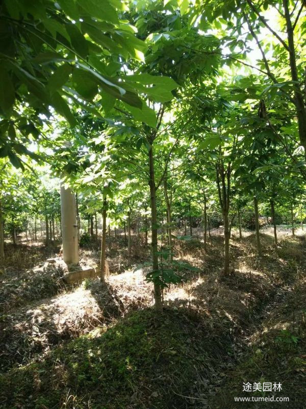 七葉樹圖片 七葉樹圖片