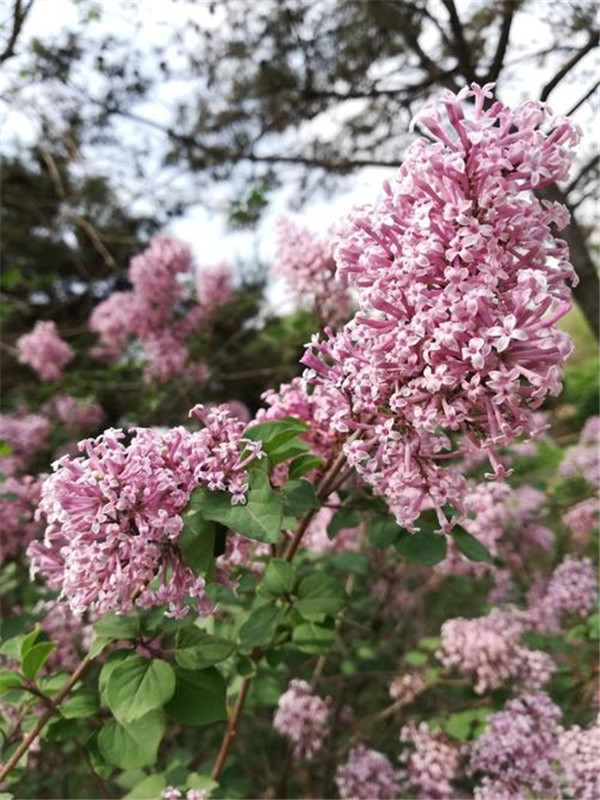 小葉丁香圖片 小葉丁香圖片