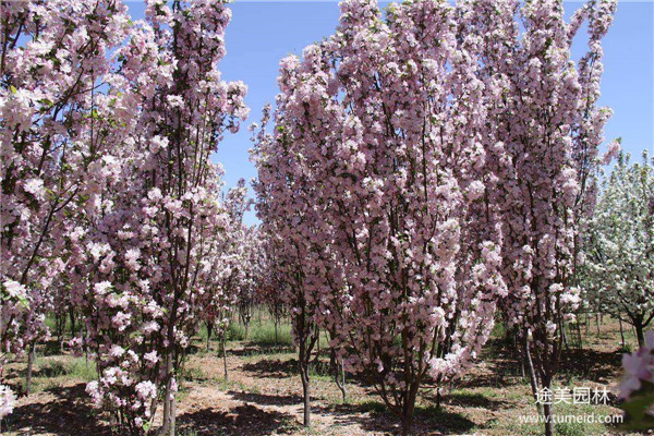 西府海棠圖片 西府海棠圖片