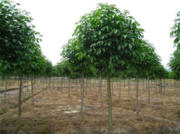 重陽木圖片 重陽木圖片