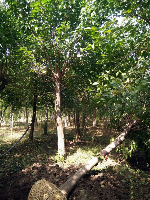 重陽木圖片 重陽木圖片