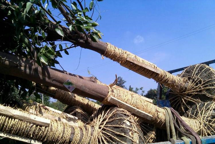 天竺桂圖片 天竺桂圖片