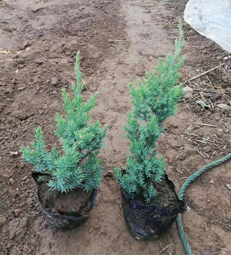 鋪地柏圖片 鋪地柏圖片