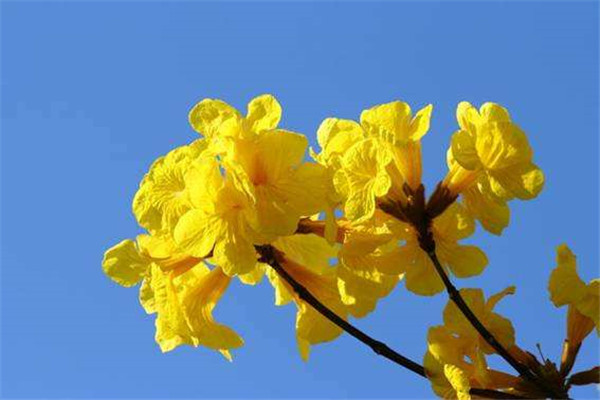 黃花風鈴木圖片