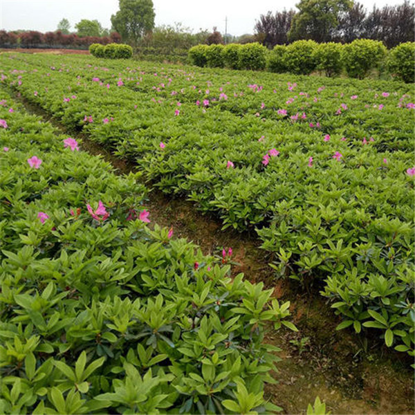 春鵑圖片 春鵑圖片