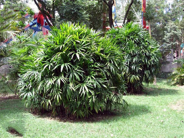 棕竹圖片 棕竹圖片