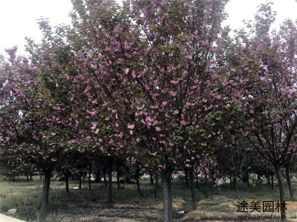 櫻花圖片 櫻花圖片