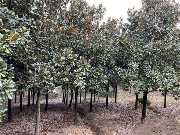 白蘭圖片 白蘭圖片