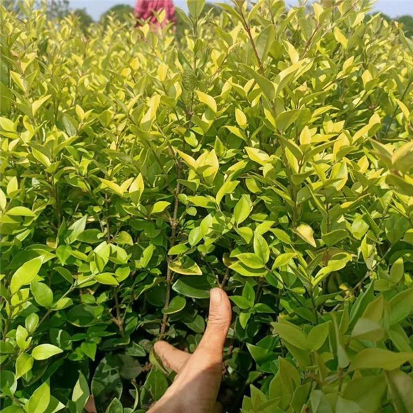 金森女貞圖片 金森女貞圖片