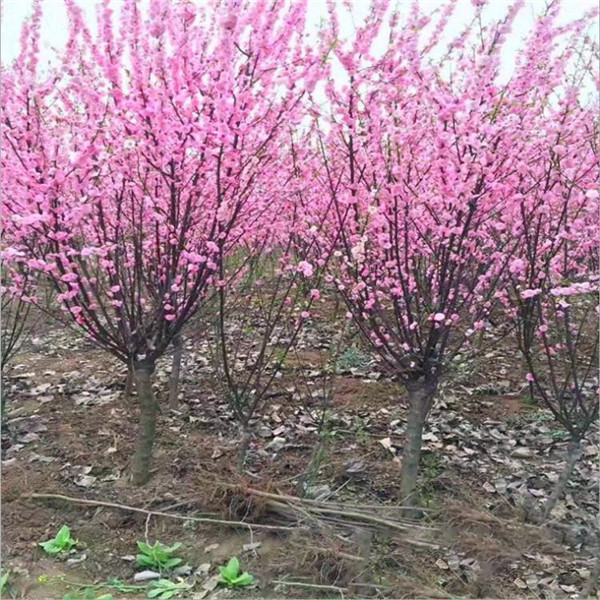 美人梅圖片 美人梅圖片