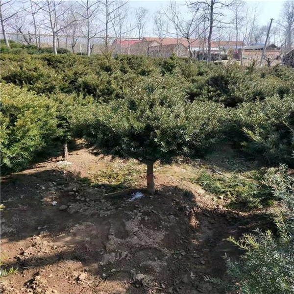 紅豆杉圖片 紅豆杉圖片