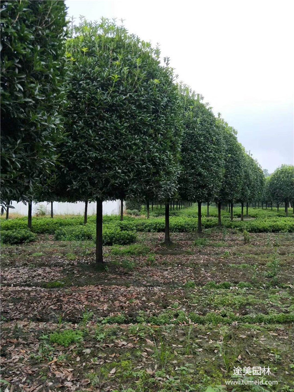 桂花樹圖片 桂花樹圖片