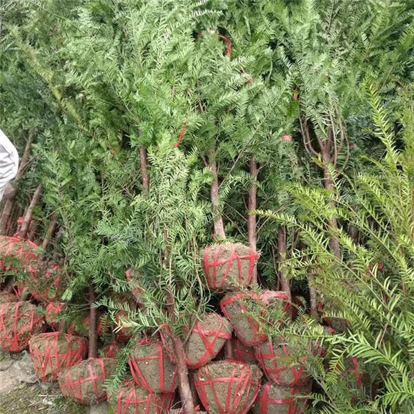 紅豆樹圖片 紅豆樹圖片