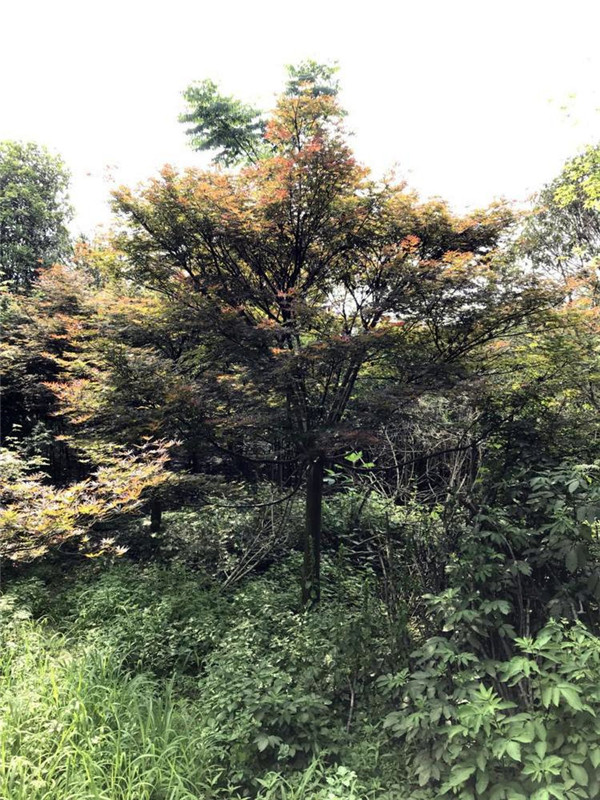 雞爪槭圖片 雞爪槭圖片