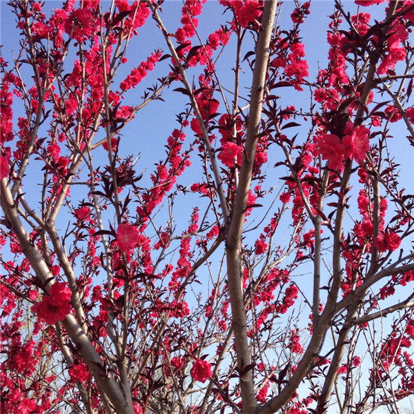 紅葉李圖片 紅葉李圖片